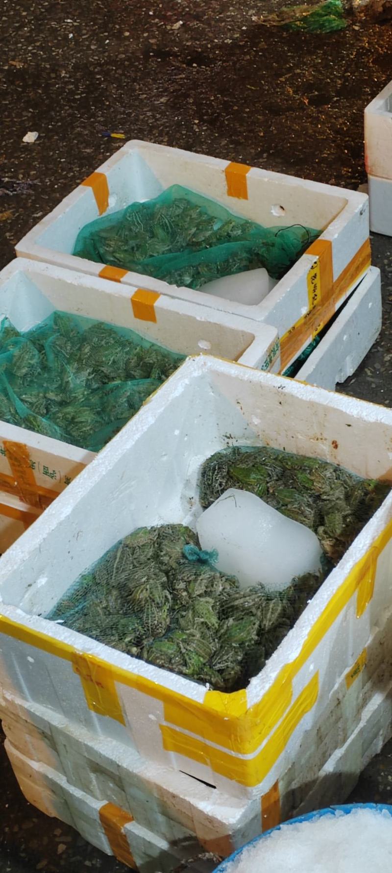 花蛙产地大量活体牛蛙肉多多水产田蛙现货现捞现发活物