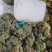 花蛙产地大量活体牛蛙肉多多水产田蛙现货现捞现发活物