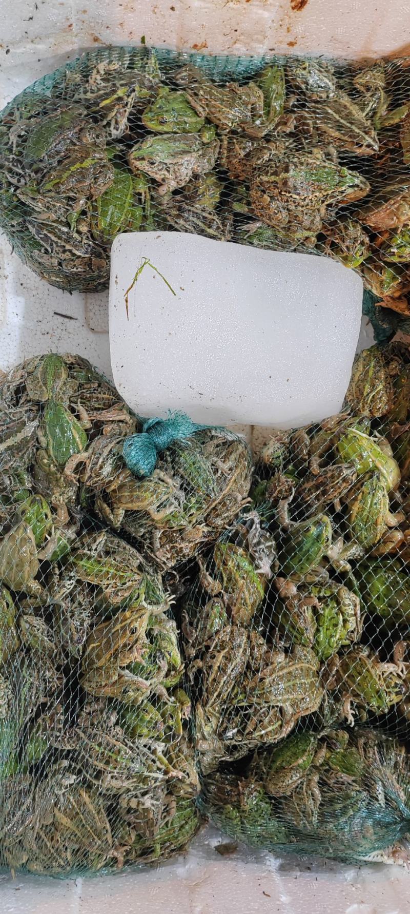 花蛙产地大量活体牛蛙肉多多水产田蛙现货现捞现发活物