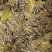 花蛙产地大量活体牛蛙肉多多水产田蛙现货现捞现发活物