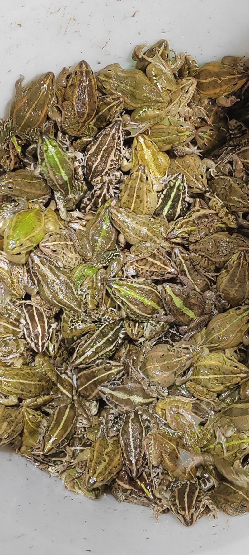 花蛙产地大量活体牛蛙肉多多水产田蛙现货现捞现发活物