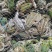 花蛙产地大量活体牛蛙肉多多水产田蛙现货现捞现发活物