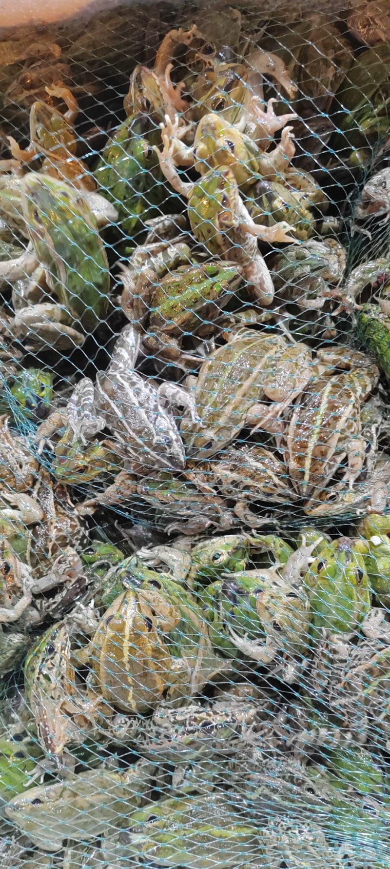 花蛙产地大量活体牛蛙肉多多水产田蛙现货现捞现发活物