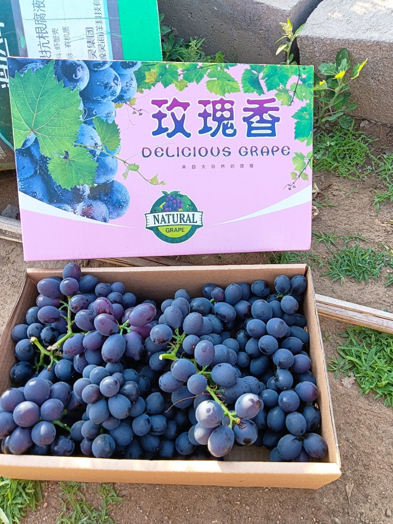 昌黎暖棚，无籽玫瑰香礼盒装，产地直供