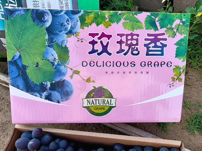 昌黎暖棚，无籽玫瑰香礼盒装，产地直供