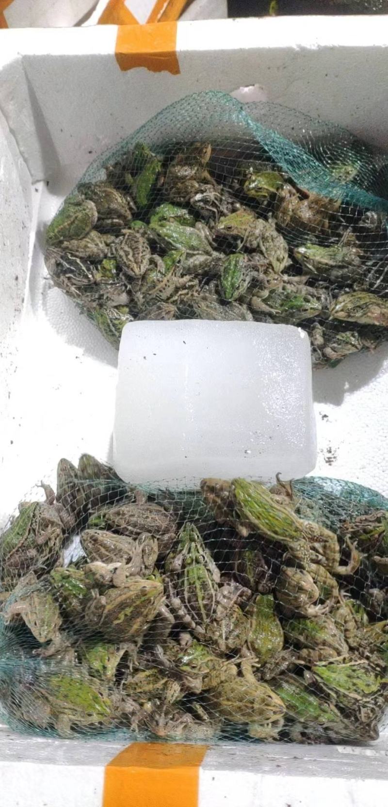 花蛙产地大量活体牛蛙肉多多水产田蛙现货现捞现发活物