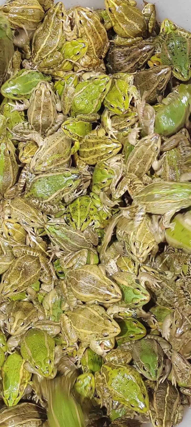 花蛙产地大量活体牛蛙肉多多水产田蛙现货现捞现发活物