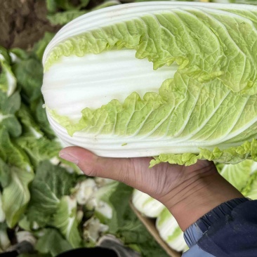 精品大棚黄心娃娃菜