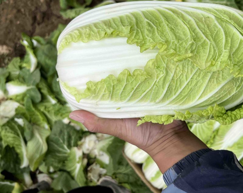 精品大棚黄心娃娃菜