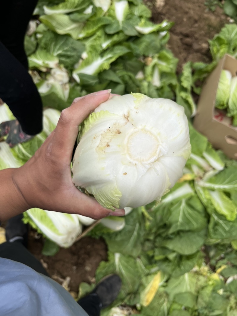 精品大棚黄心娃娃菜