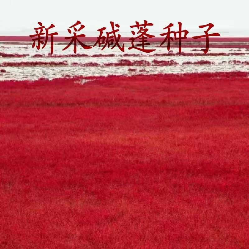 碱蓬草种子盐地碱蓬土壤改善沙地荒地耐盐碱治理护坡草籽