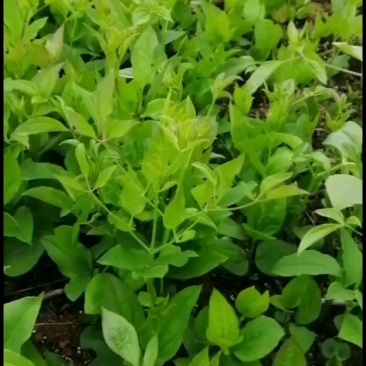 威灵仙三年苗，山辣椒3年苗