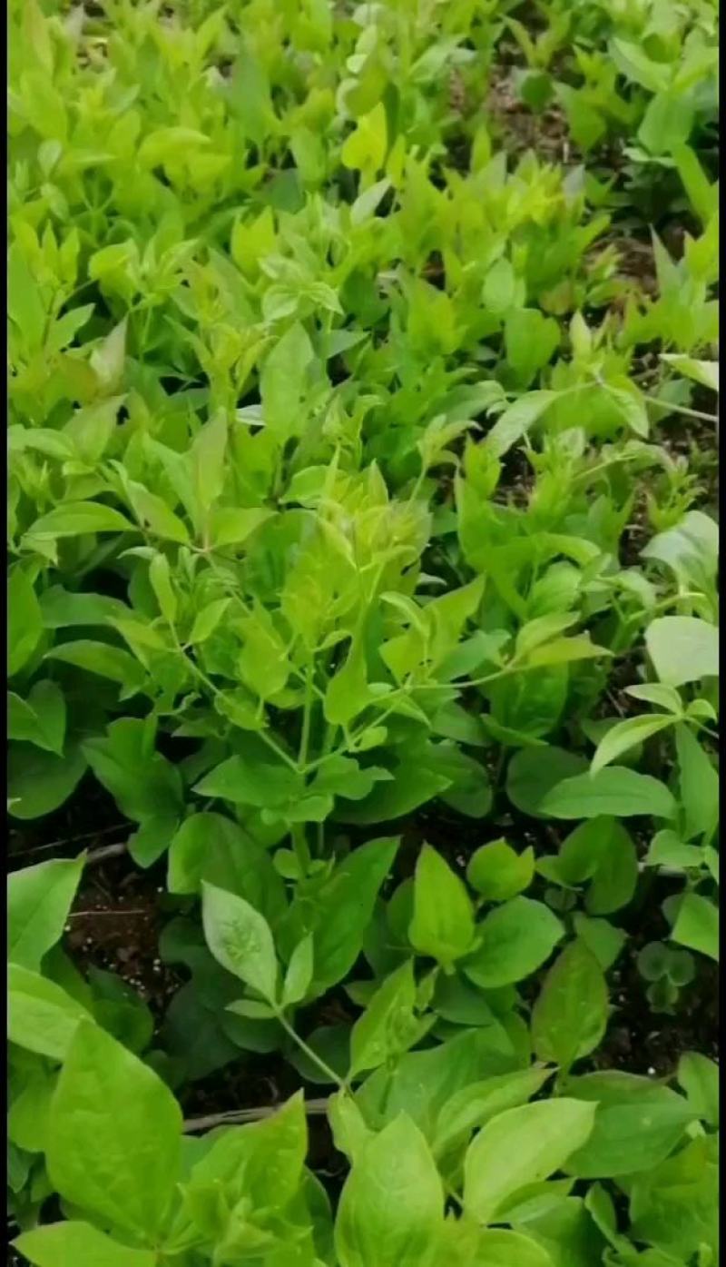 威灵仙三年苗，山辣椒3年苗