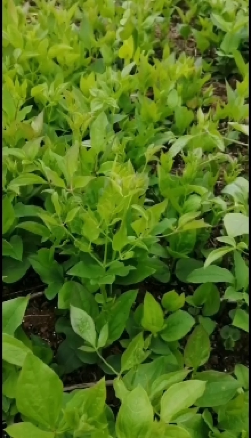 威灵仙三年苗，山辣椒3年苗