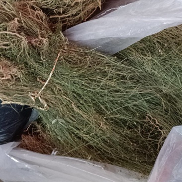 兰花参，金线吊葫芦