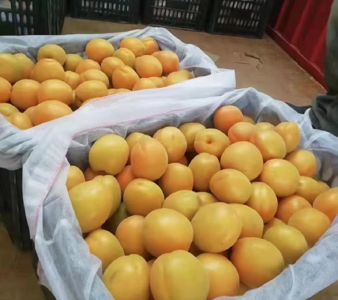 陕西金太阳杏种植基地航拍图