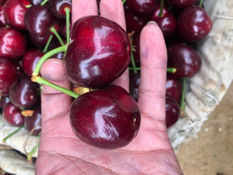 美早樱桃与沙蜜豆樱桃果实形态对比图