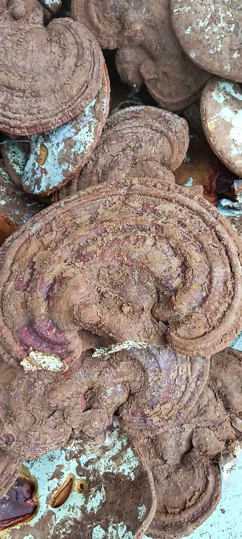 灵芝产地新货赤芝大量出售，有需要的企业请联系我