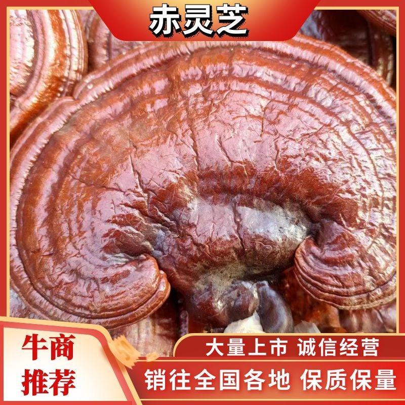 赤灵芝通货灵芝切片。一手货源交通便利欢迎选购看货