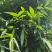 2023端午节前新鲜粽叶