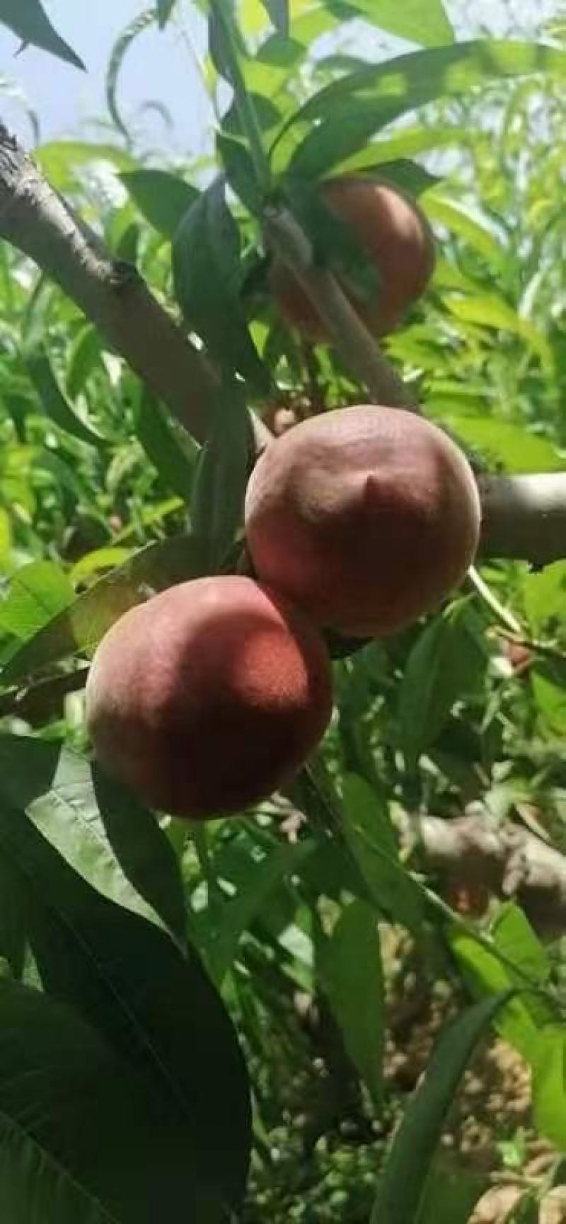 桃