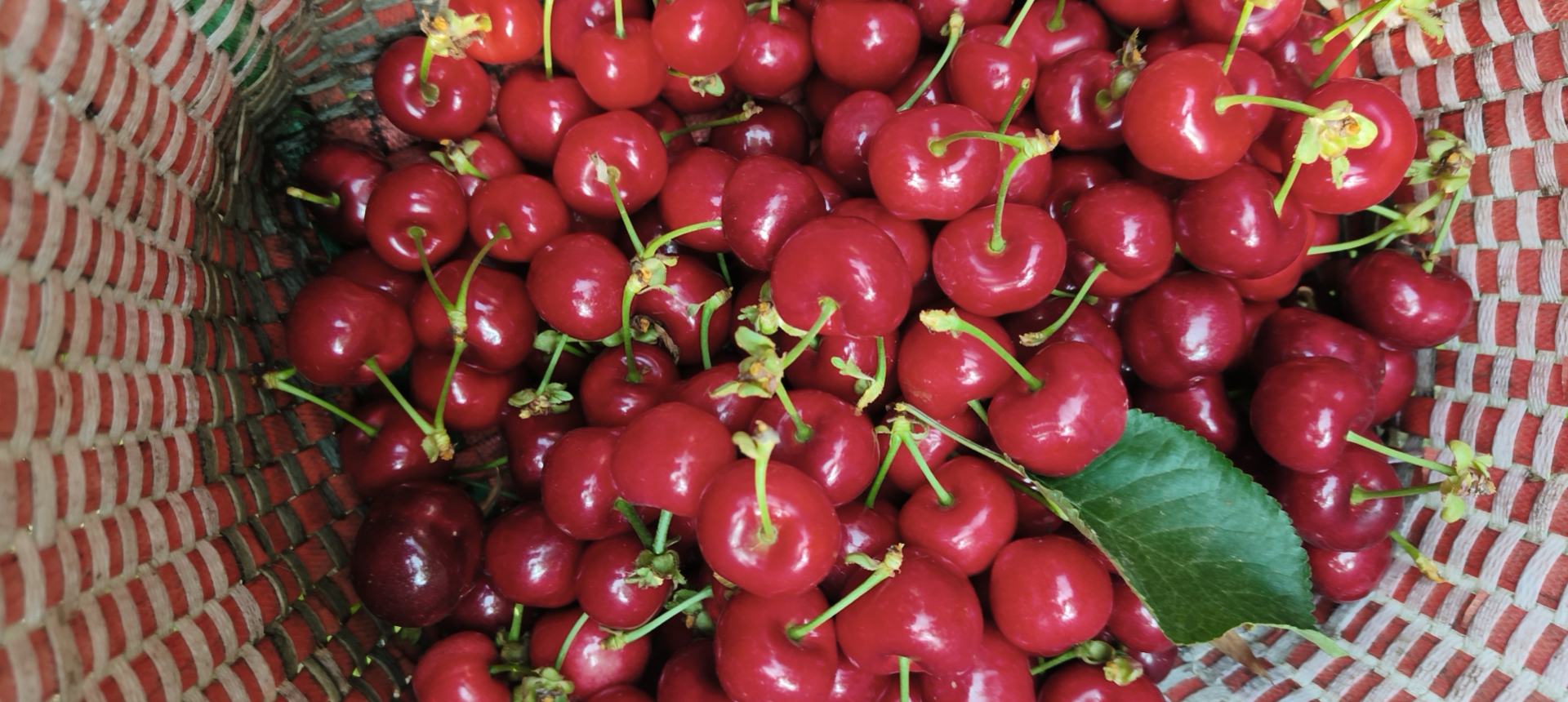 樱桃数量示意图