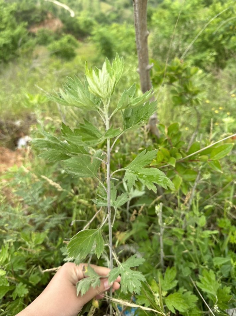 端午必备野生艾叶