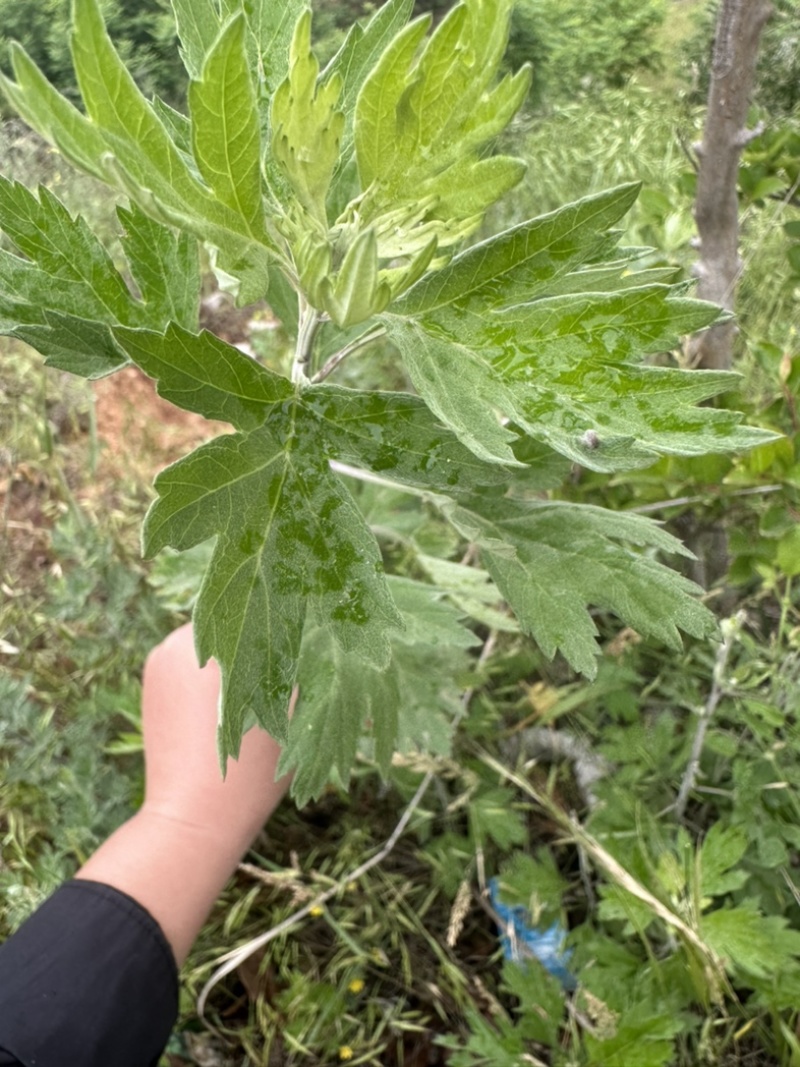 端午必备野生艾叶