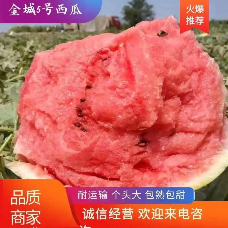 【现摘现发】金城5号产地直发对接全国批发商欢迎来电
