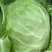 【推荐】江苏精品甘蓝圆包菜新鲜发货货源充足欢迎咨询