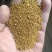 糖化玉米，蛋白9，脂肪5，含糖量20%，完全代替玉米