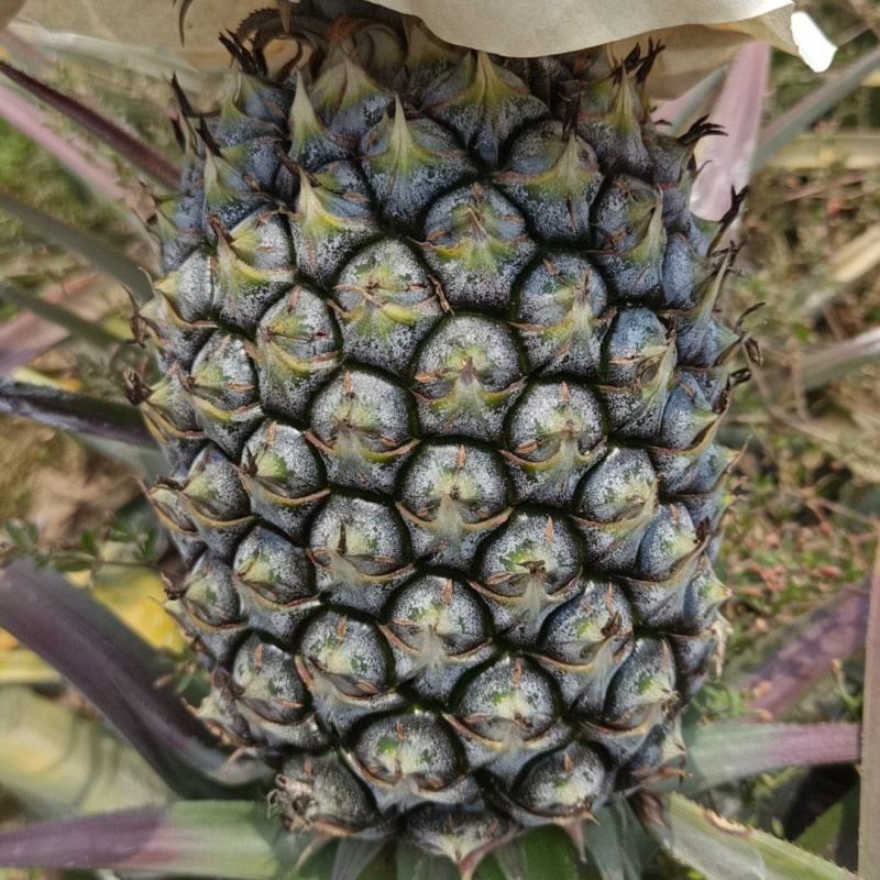 金钻凤梨