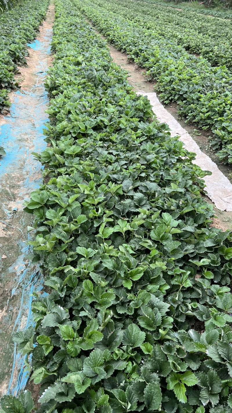 隋株草莓脱毒苗香野草莓苗生产苗三代苗保纯度