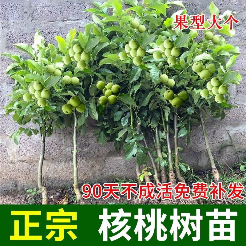 核桃苗薄皮核桃8518嫁接核桃树苗南北方种植果树苗山核桃