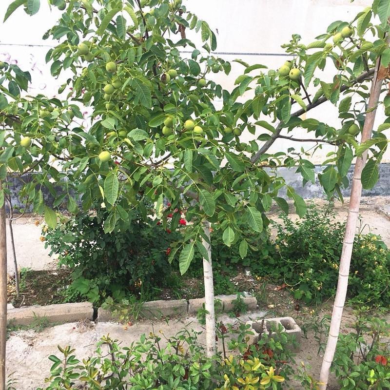 核桃苗薄皮核桃8518嫁接核桃树苗南北方种植果树苗山核桃