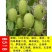 核桃苗薄皮核桃8518嫁接核桃树苗南北方种植果树苗山核桃