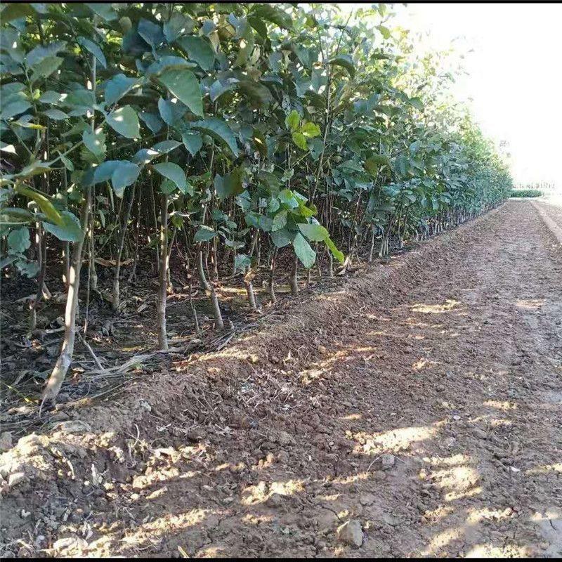 核桃苗薄皮核桃8518嫁接核桃树苗南北方种植果树苗山核桃