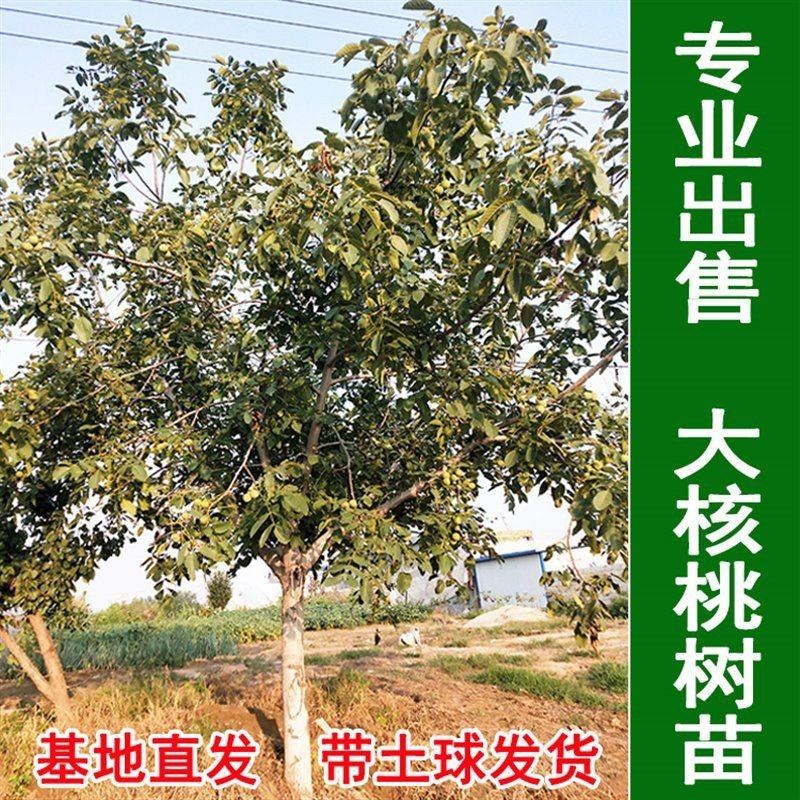 核桃苗薄皮核桃8518嫁接核桃树苗南北方种植果树苗山核桃