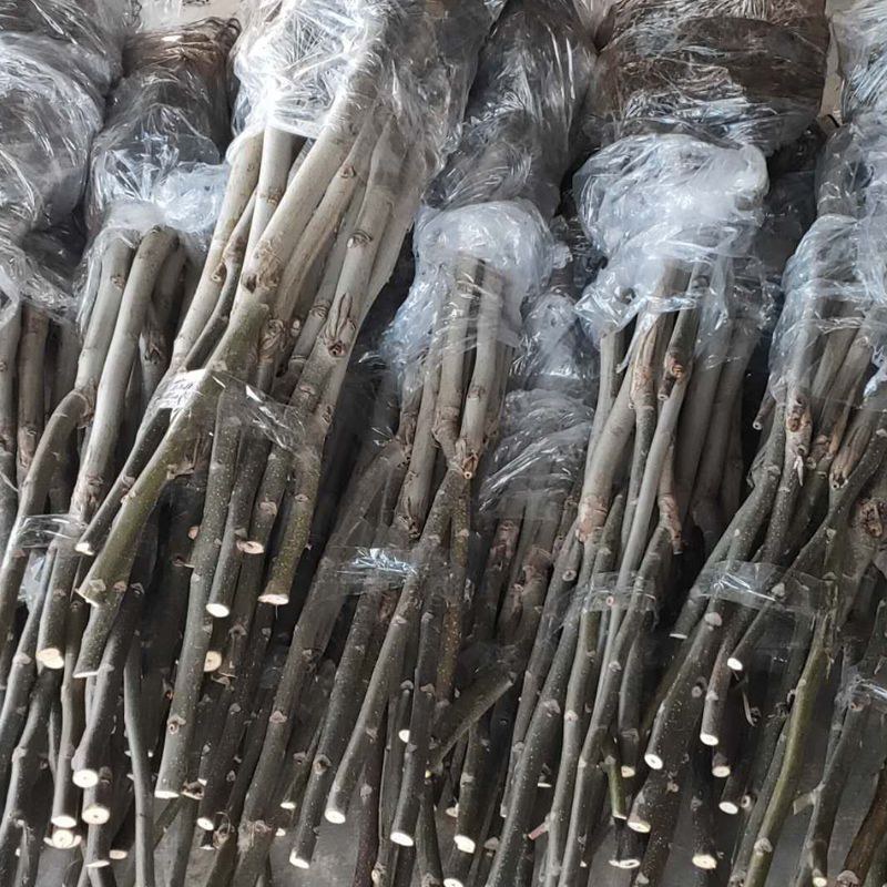 核桃苗薄皮核桃8518嫁接核桃树苗南北方种植果树苗山核桃