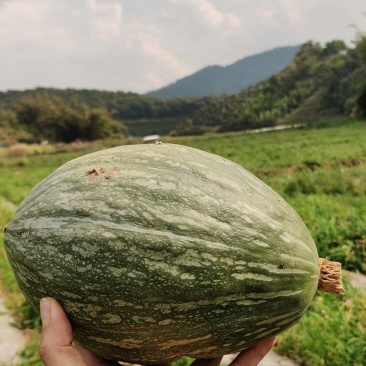 寻找西北地区南瓜种植基地橄榄蜜南瓜1000亩