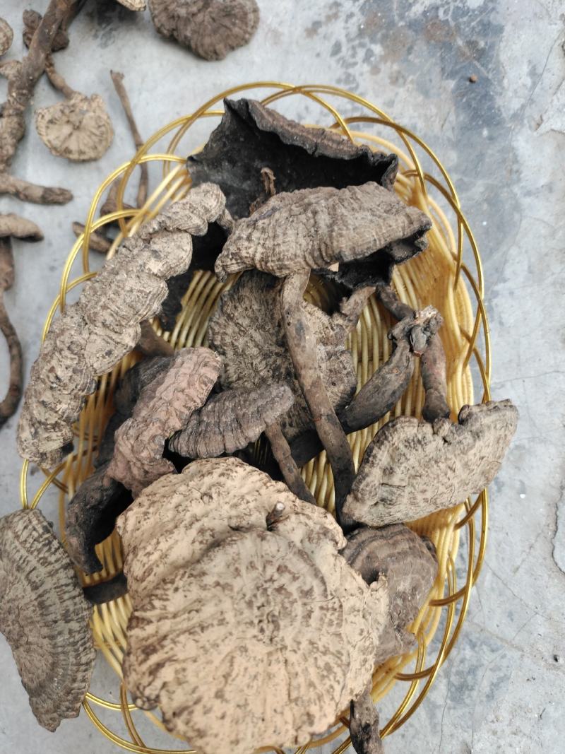 香血灵芝，好嘢，靓货，出于大山深处，灵山妙处，源于药农采