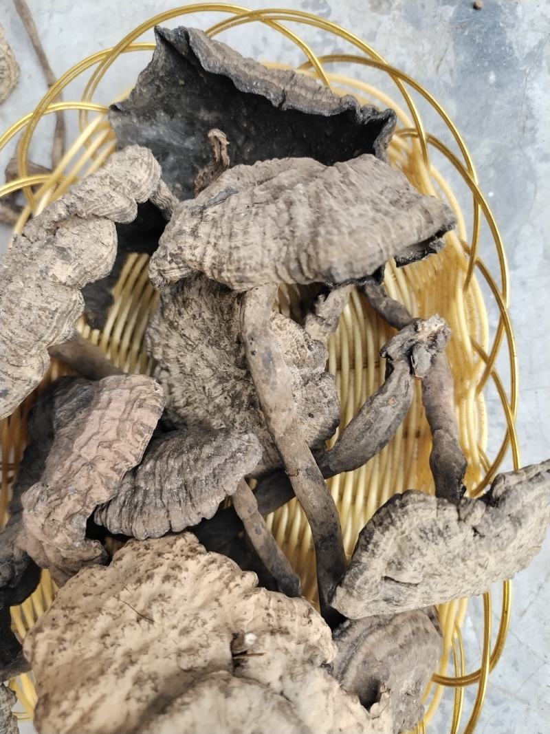 香血灵芝，好嘢，靓货，出于大山深处，灵山妙处，源于药农采