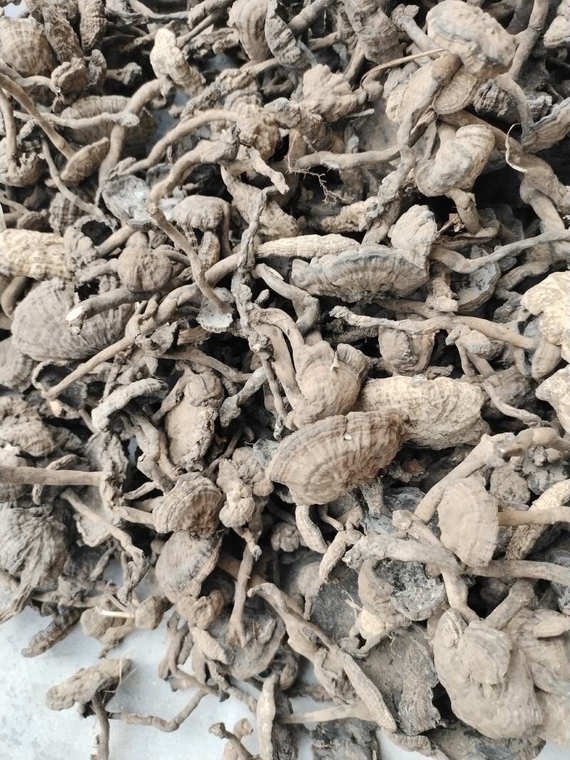 香血灵芝，好嘢，靓货，出于大山深处，灵山妙处，源于药农采