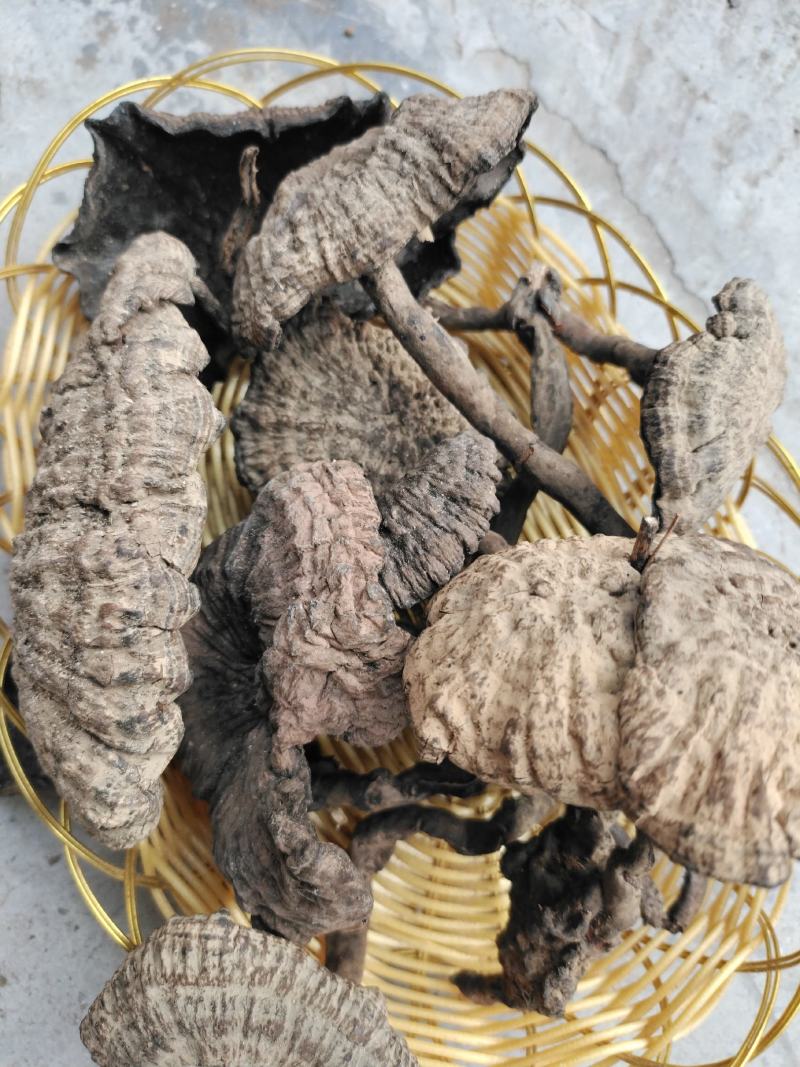 香血灵芝，好嘢，靓货，出于大山深处，灵山妙处，源于药农采