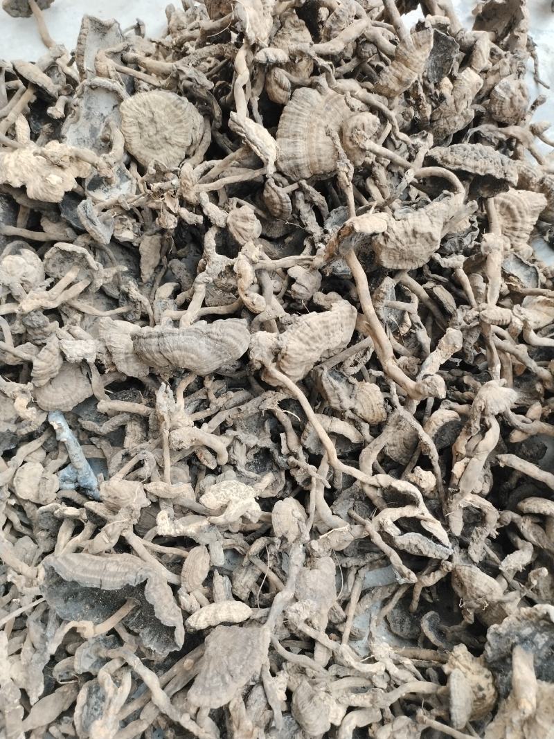 香血灵芝，好嘢，靓货，出于大山深处，灵山妙处，源于药农采