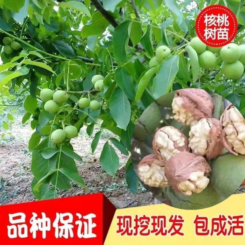 果树苗核桃苗薄皮核桃树苗8518纸皮核桃苗地栽核桃苗包邮