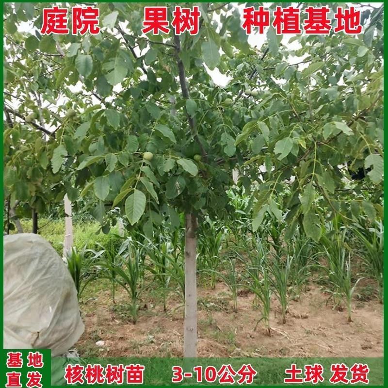 果树苗核桃苗薄皮核桃树苗8518纸皮核桃苗地栽核桃苗包邮