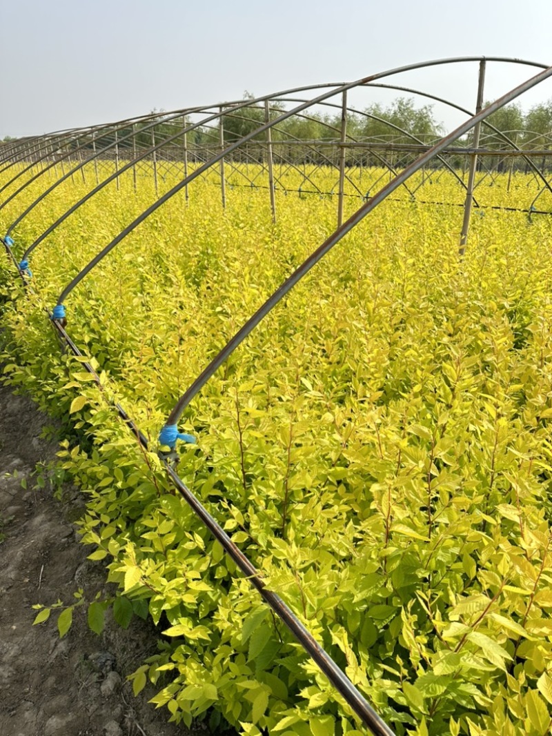 金叶榆小苗，杯苗金叶榆，地接金叶榆苗，河北金叶榆基地