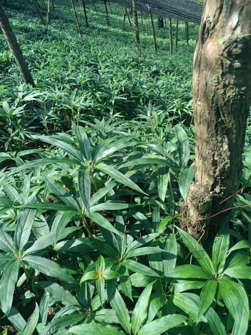 七叶一枝花华重楼四年苗