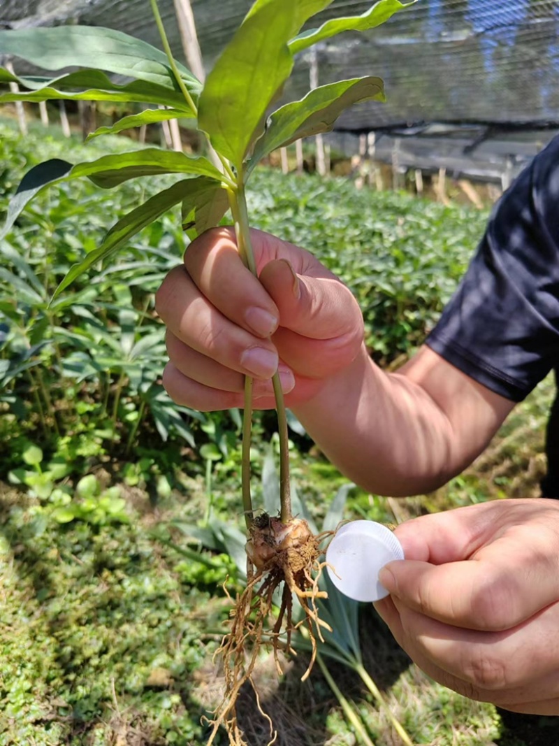 七叶一枝花华重楼四年苗